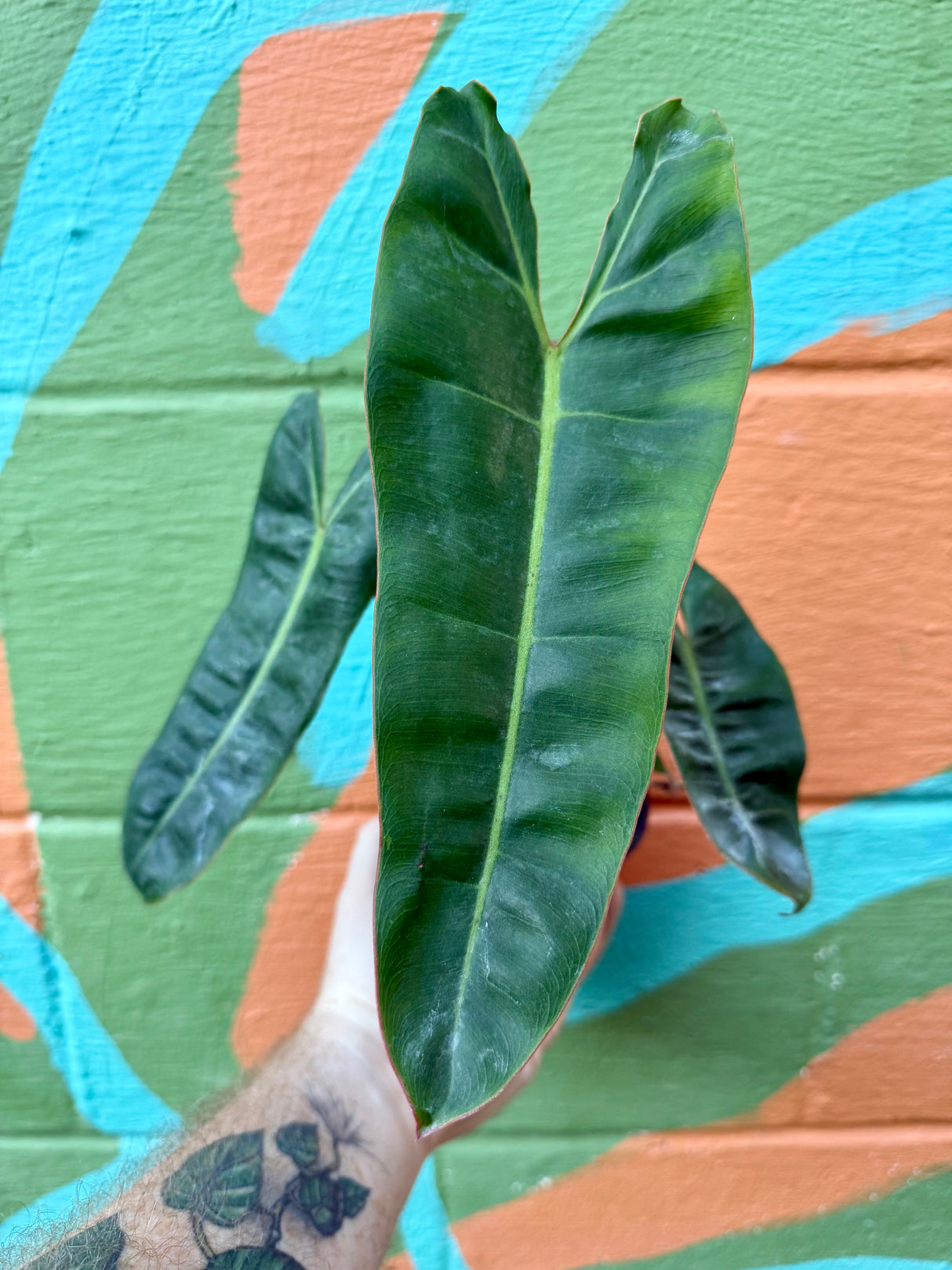 4" Philodendron billietiae
