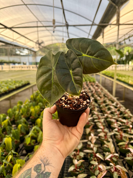 4” Alocasia 'Golden Bone' - Canopy Plant Co.