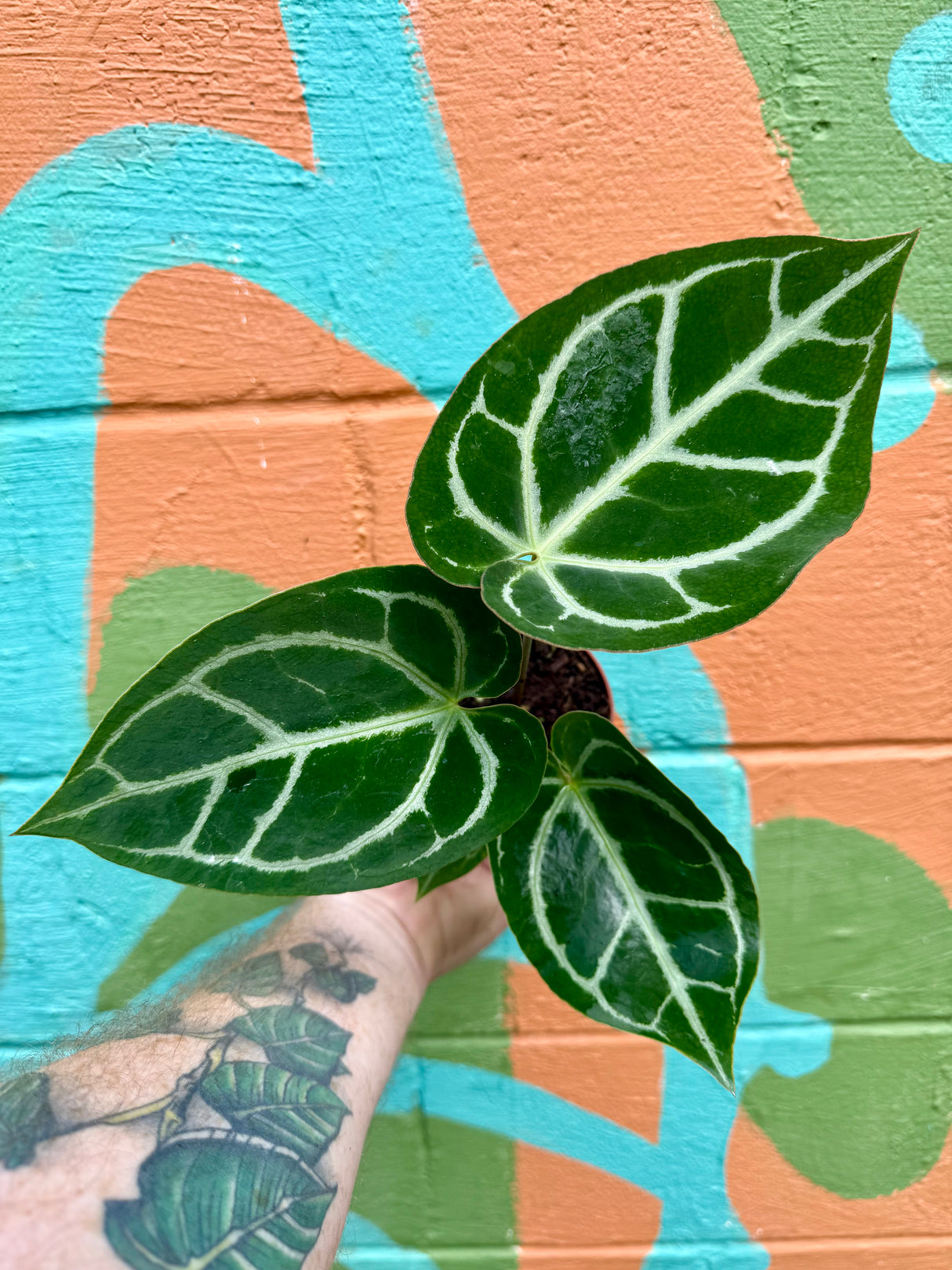 4" Anthurium crystallinum