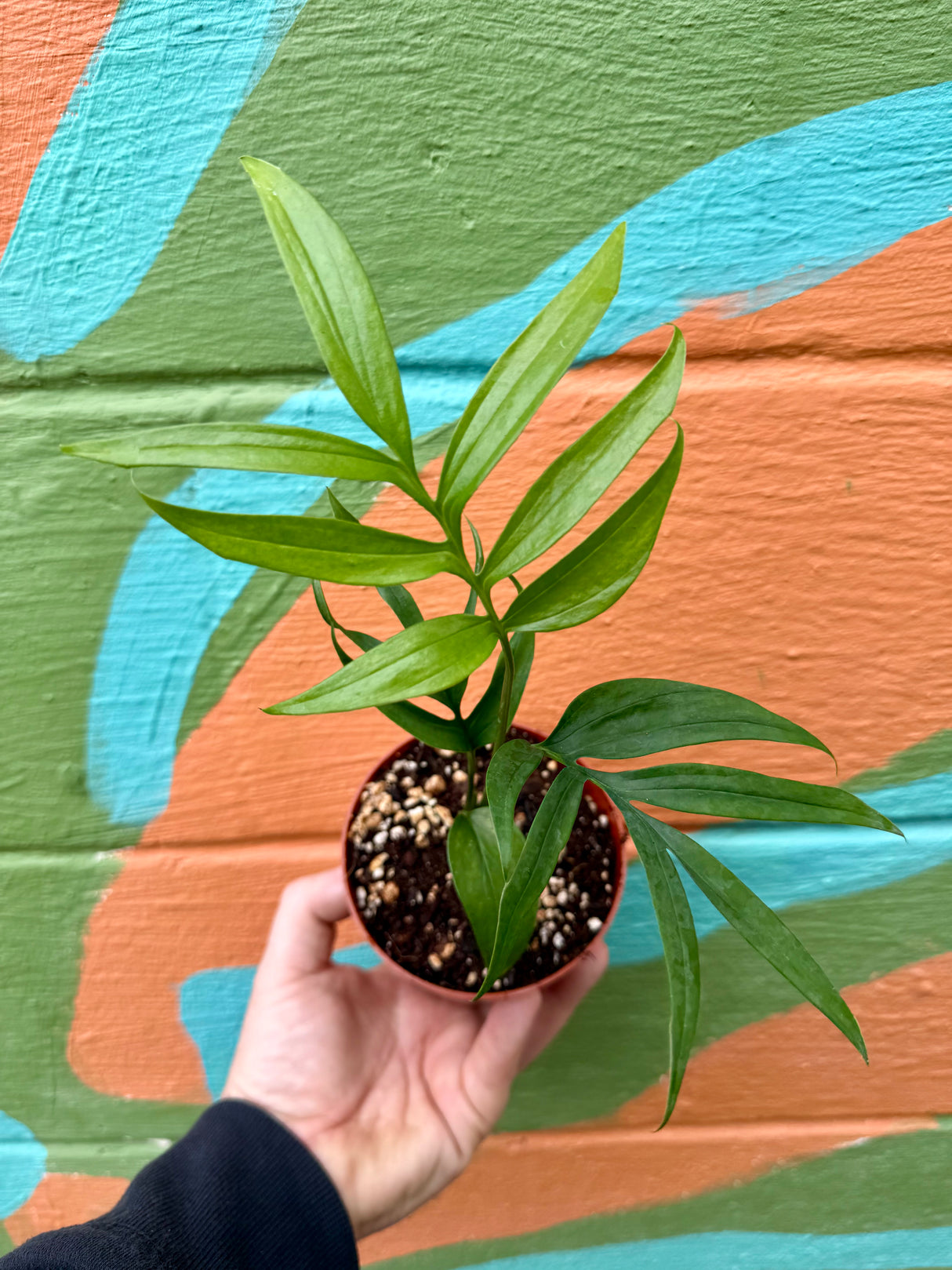 4" Monstera subpinnata