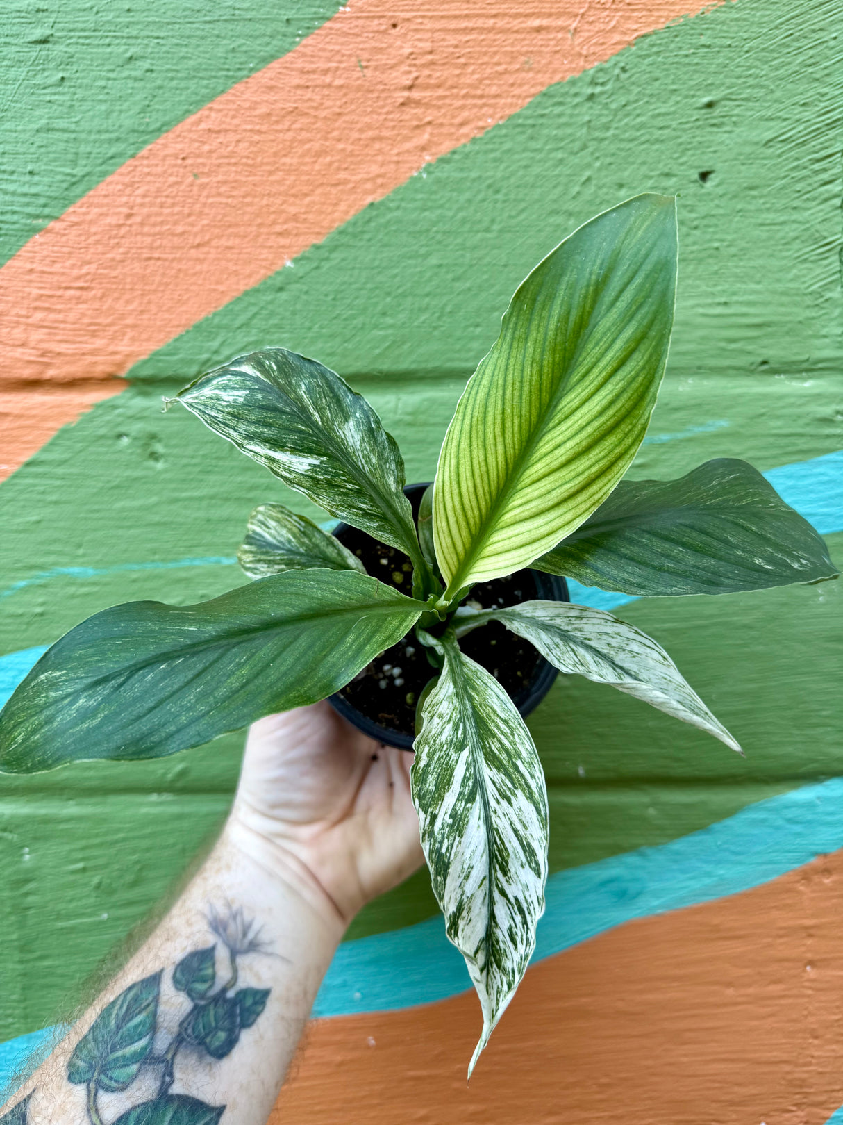 4” Spathiphyllum 'Sensation' (mint) - Canopy Plant Co.
