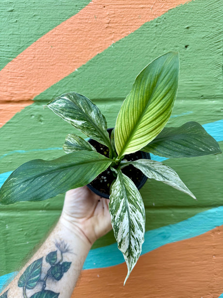 4” Spathiphyllum 'Sensation' (mint) - Canopy Plant Co.