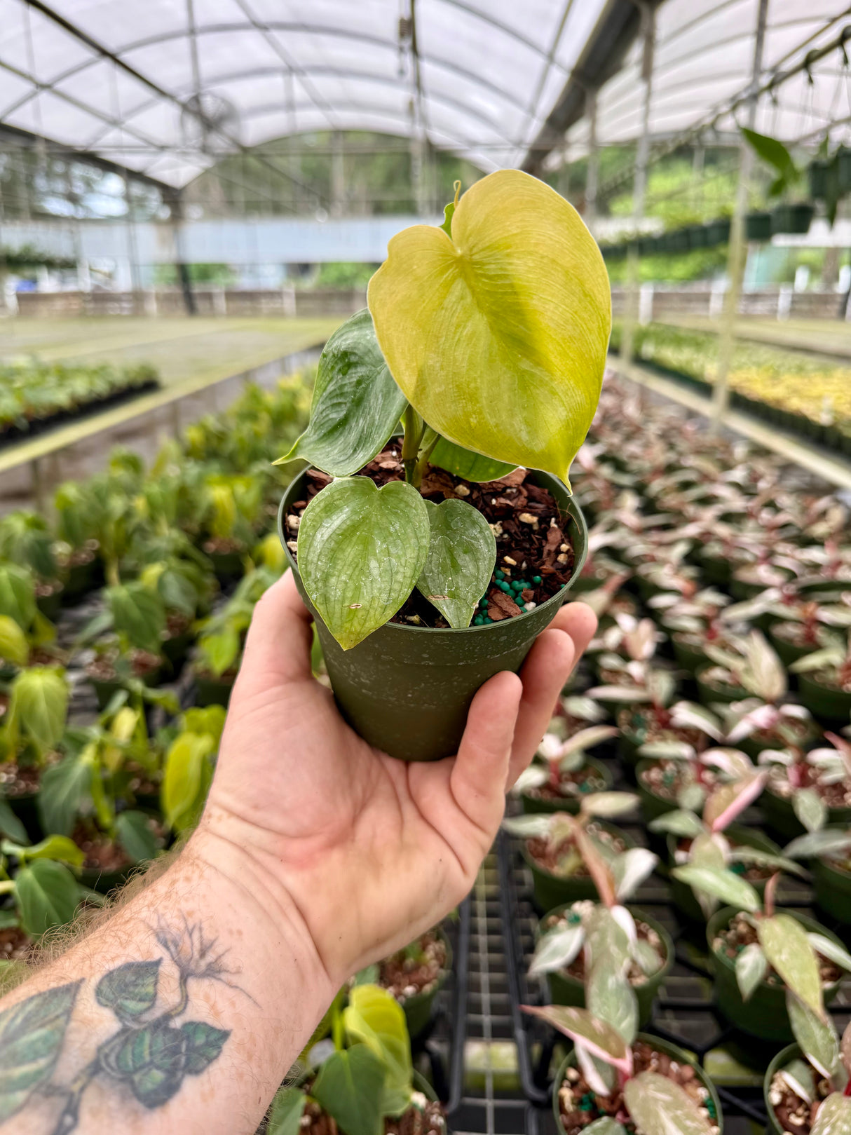 philodendron majestic kaufen 4” Philodendron 'Majestic' – Canopy Plant Co