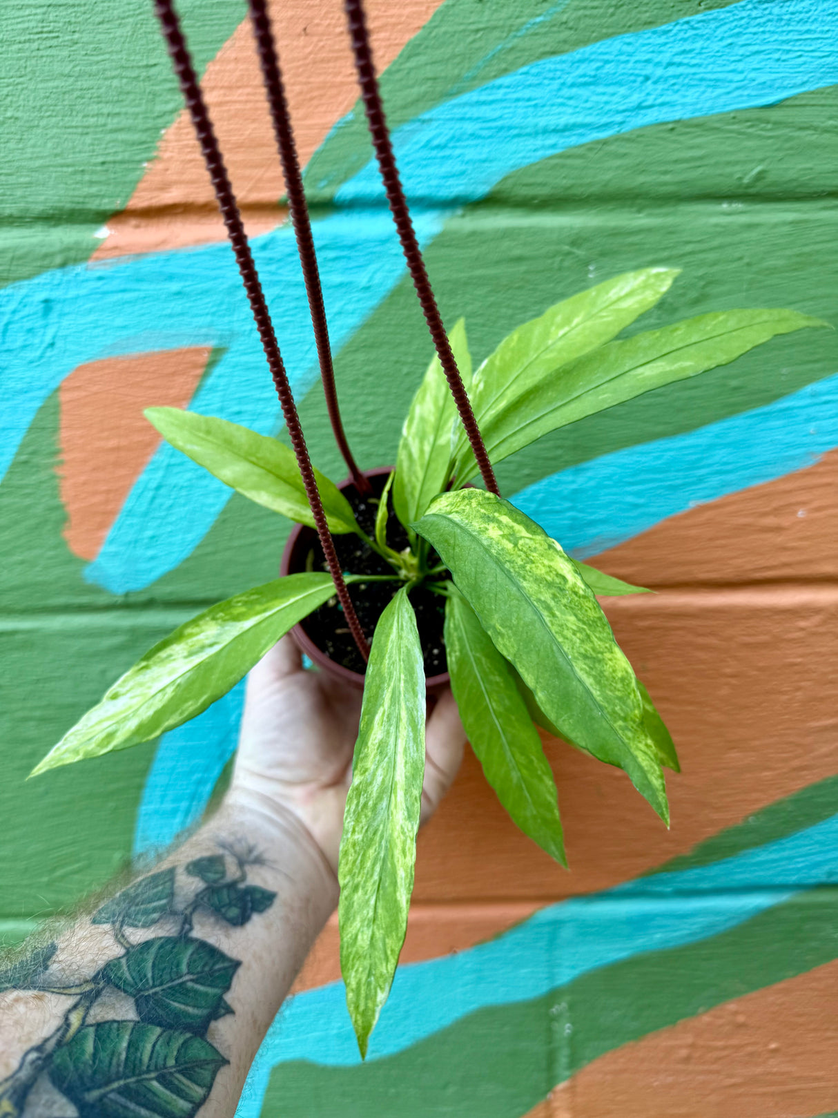 4" Anthurium vittarifolium variegated hanging basket - Canopy Plant Co.