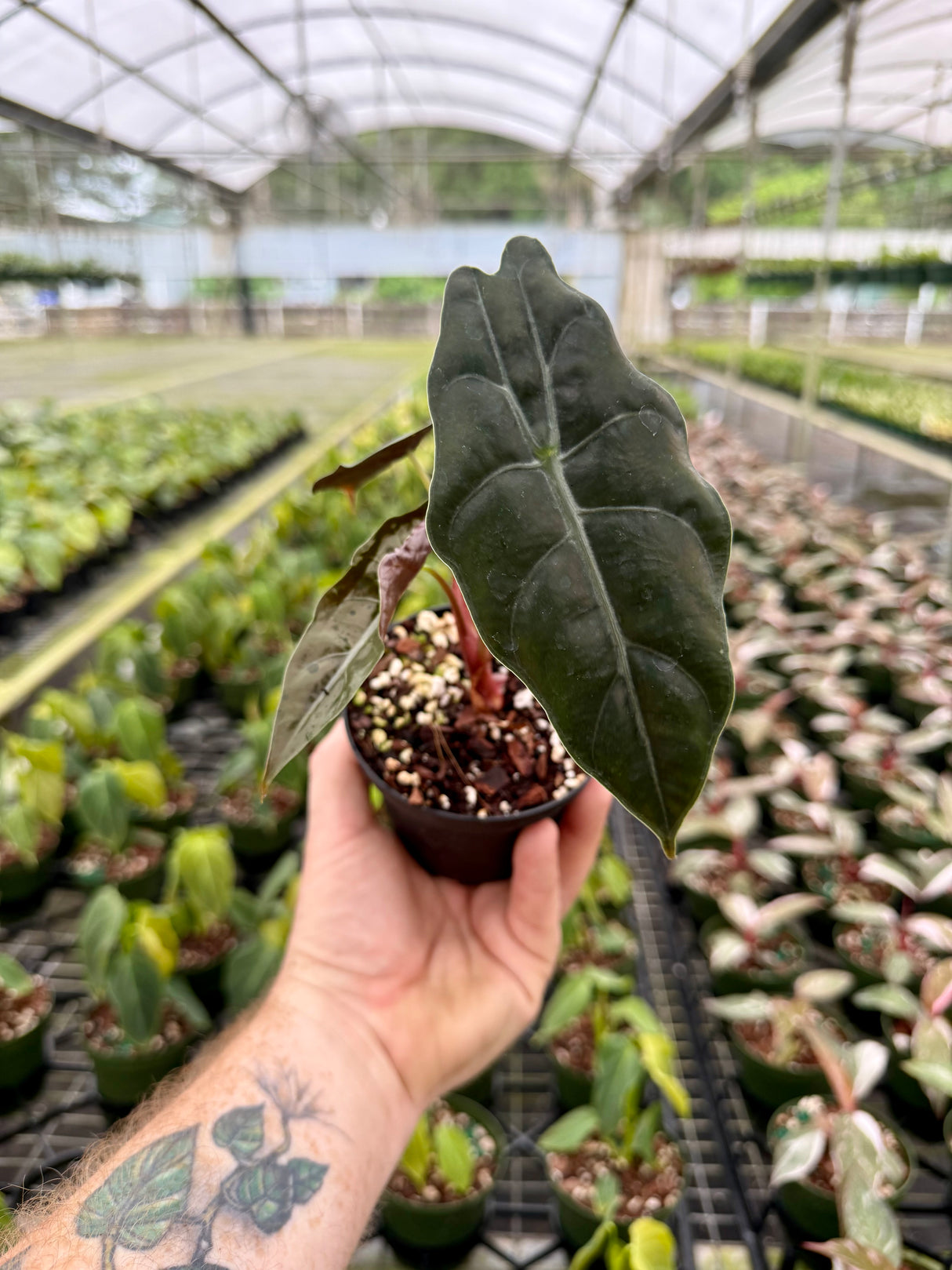 4” Alocasia chantrieri (metallica x sanderiana) - Canopy Plant Co.