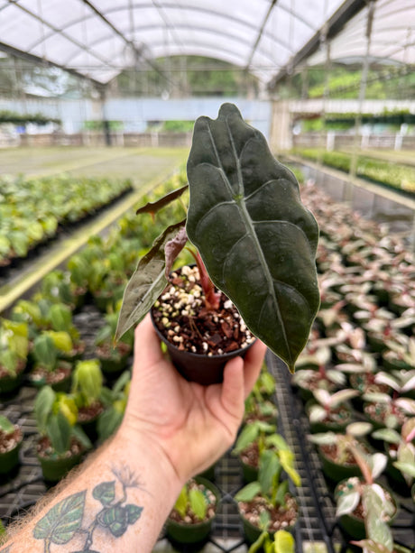 4” Alocasia chantrieri (metallica x sanderiana) - Canopy Plant Co.