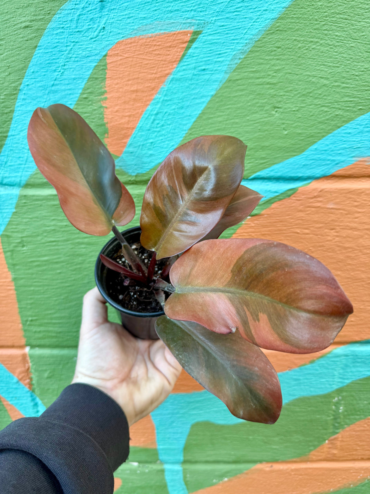 4" Philodendron ‘Black Cardinal’ variegated - Canopy Plant Co.