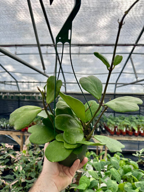 6" Hoya kerrii hanging basket - Canopy Plant Co.