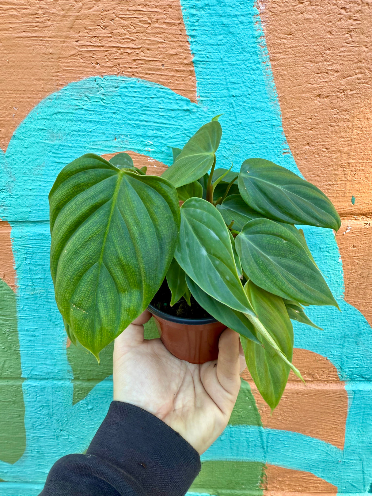 4" Philodendron 'Fuzzy Petiole' - Canopy Plant Co.