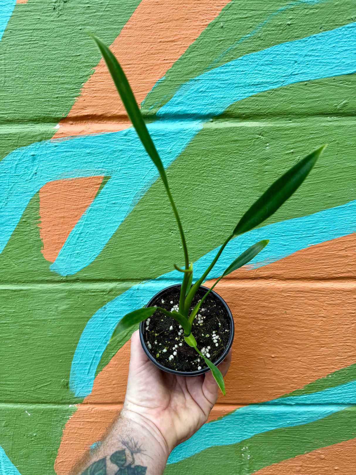 4" Philodendron 'Sucre Slim'