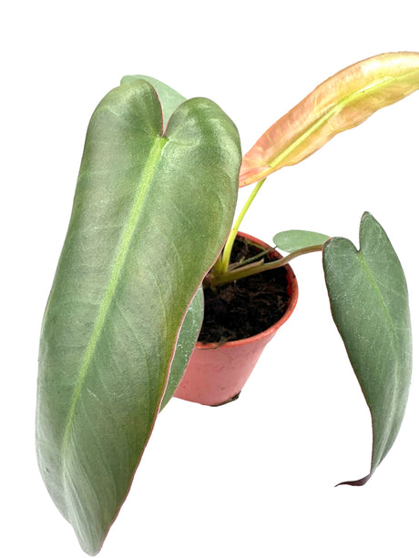 4" Philodendron atabapoense