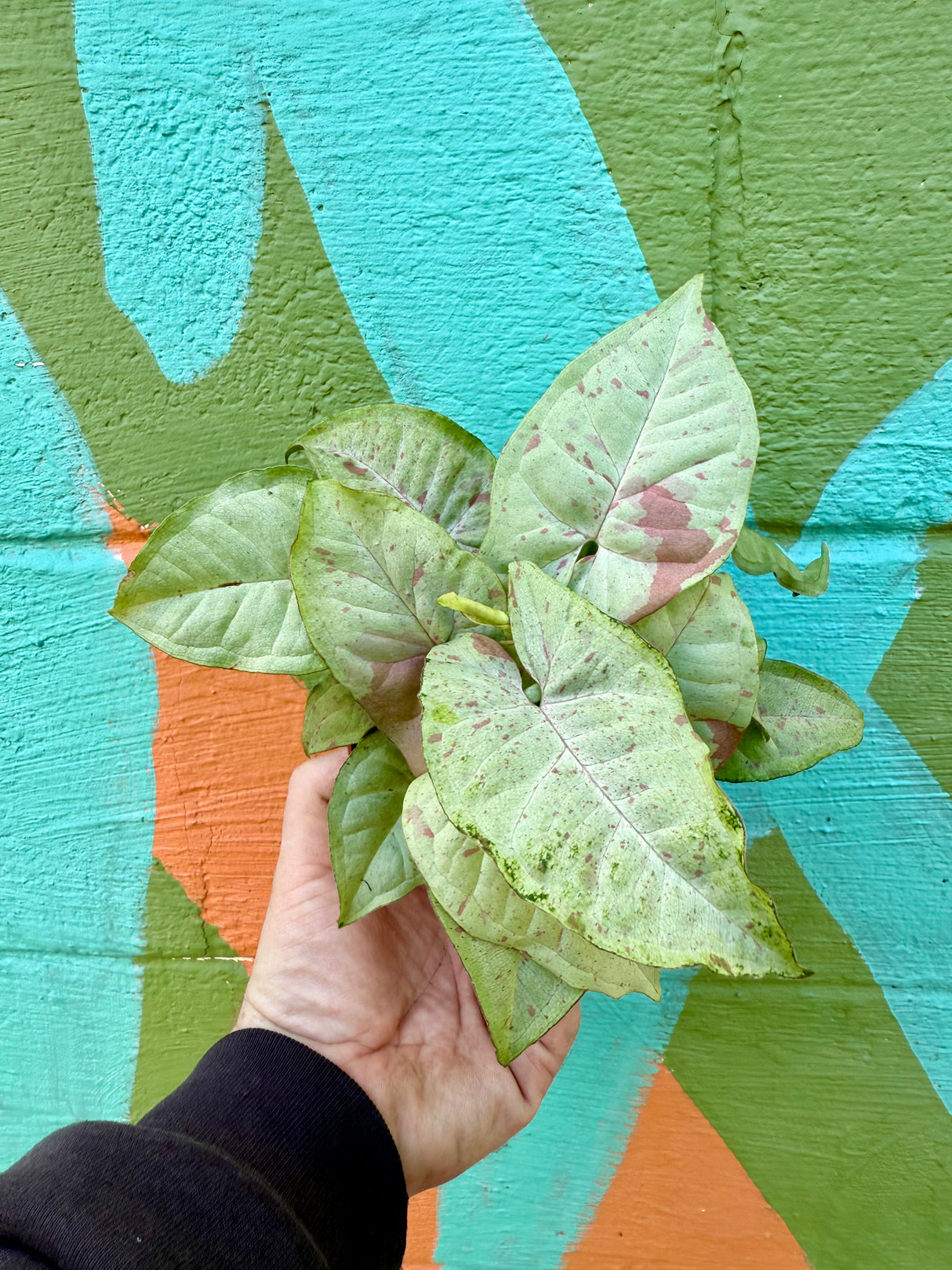 4" Syngonium ‘Milk Confetti’