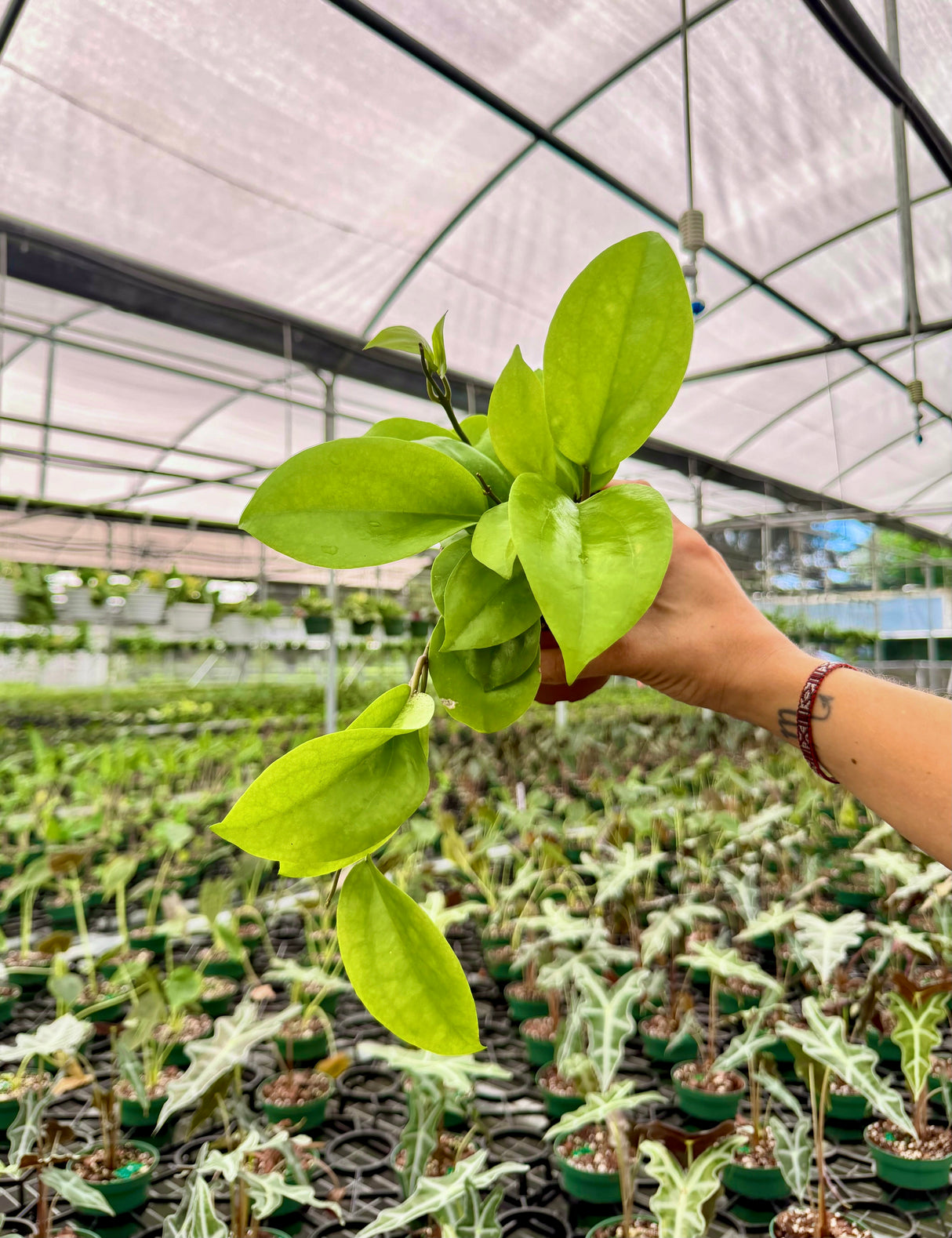 4” Hoya surigaoensis - Canopy Plant Co.