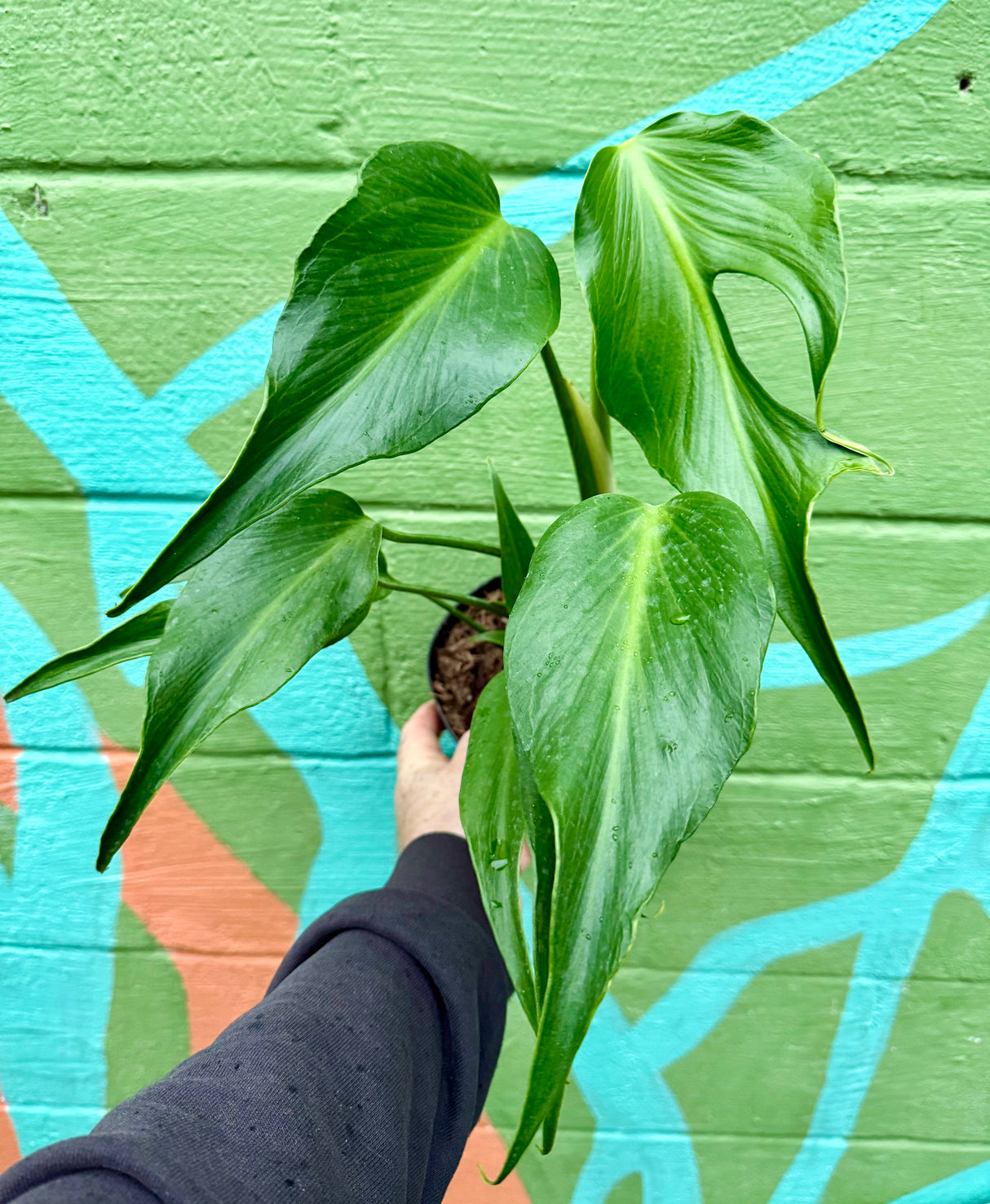 6” Monstera 'Burle Marx Flame' – Canopy Plant Co. 6” Monstera 'Burle Marx Flame' – Canopy Plant Co.