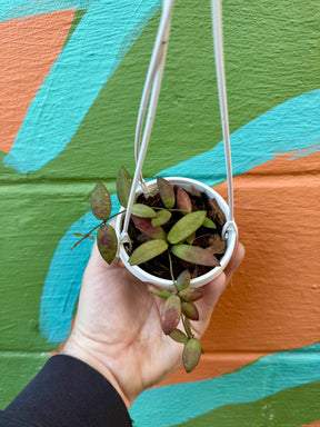 3" Hoya sigillatis 'Alas River' hanging basket - Canopy Plant Co.