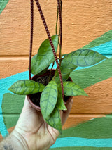 4" Hoya callistophylla hanging basket - Canopy Plant Co.