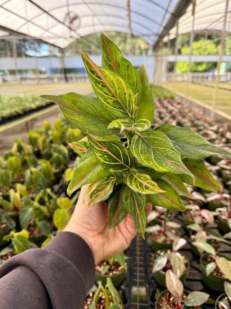 4” Aglaonema 'Red Vein' - Canopy Plant Co.