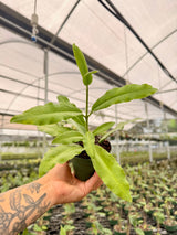 4" Hoya imperialis (red flower) - Canopy Plant Co.