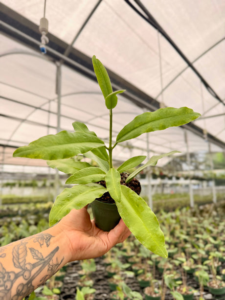 4" Hoya imperialis (red flower) - Canopy Plant Co.