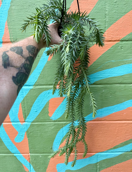 4" Huperzia goebelii hanging basket - Canopy Plant Co.