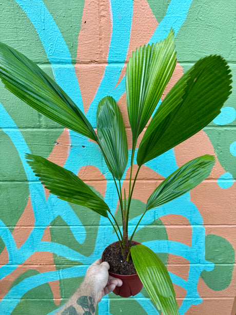 6" Licuala grandis (Ruffled Fan Palm) - Canopy Plant Co.