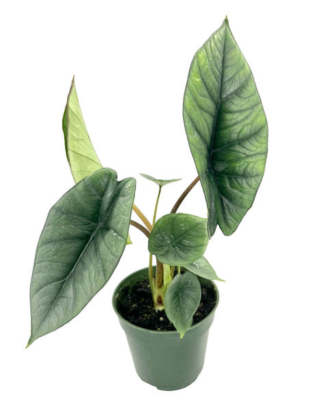 4" Alocasia Platinum - Canopy Plant Co.
