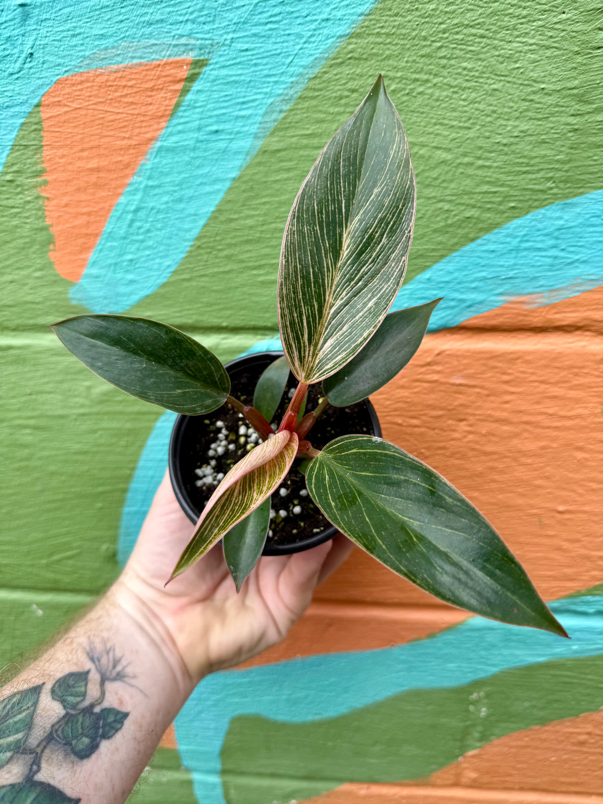 4" Philodendron ‘Pink Birkin' - Canopy Plant Co.