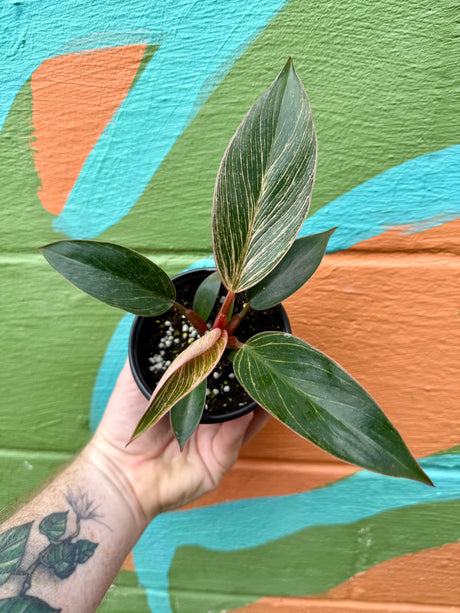 4" Philodendron ‘Pink Birkin' - Canopy Plant Co.