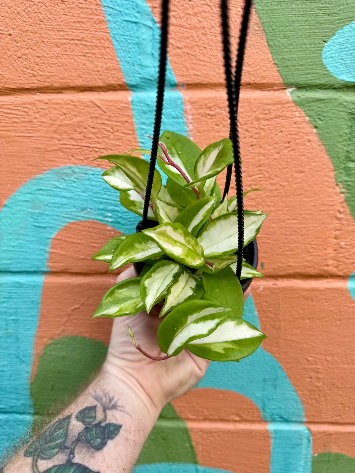 4" Hoya ‘Krimson Princess’ hanging basket