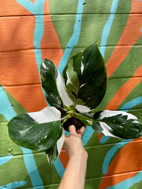 6" Philodendron ‘White Wizard’ - Canopy Plant Co.