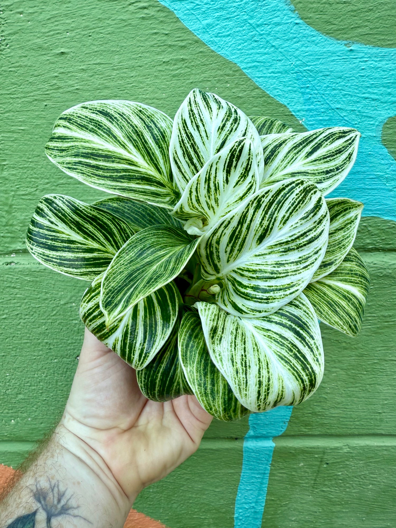 philodendron birkin wholesale 4" Philodendron 'Birkin' – Canopy Plant Co