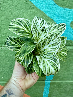 4" Philodendron ‘Birkin’ - Canopy Plant Co.