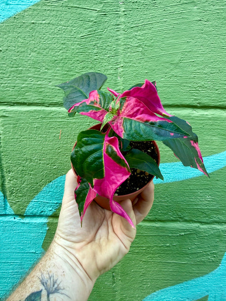 4" Alternanthera 'Party Time' - Canopy Plant Co.
