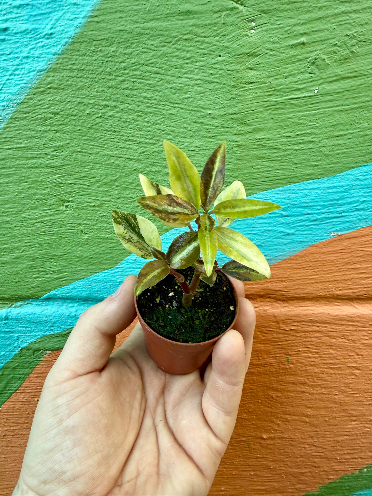 2" Peperomia metallica variegated 'Harmony’s High Voltage' - Canopy Plant Co.