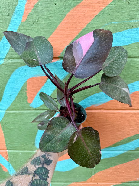 4” Philodendron 'Pink Princess' - Canopy Plant Co.