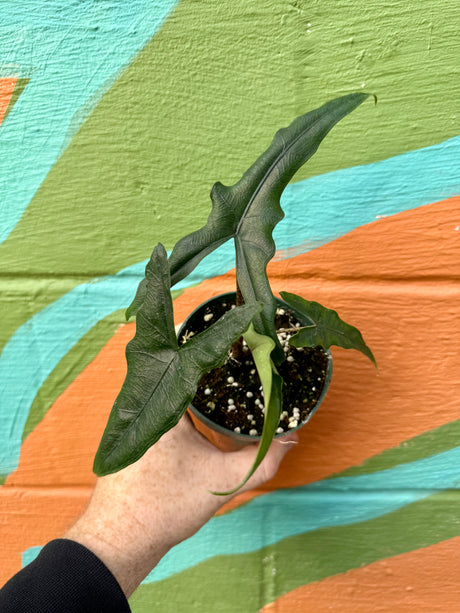 4" Alocasia 'Sabrina' - Canopy Plant Co.