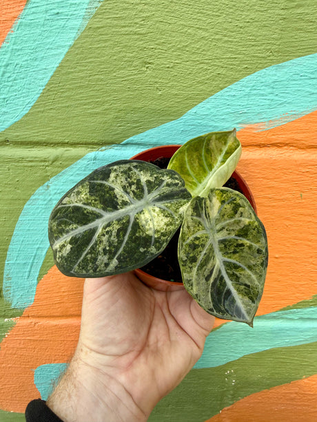 4” Alocasia ‘Ninja’ (Tricolor) - Canopy Plant Co.