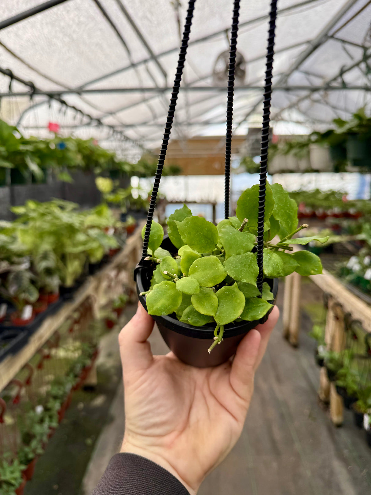 4" Hoya endauensis hanging basket - Canopy Plant Co.