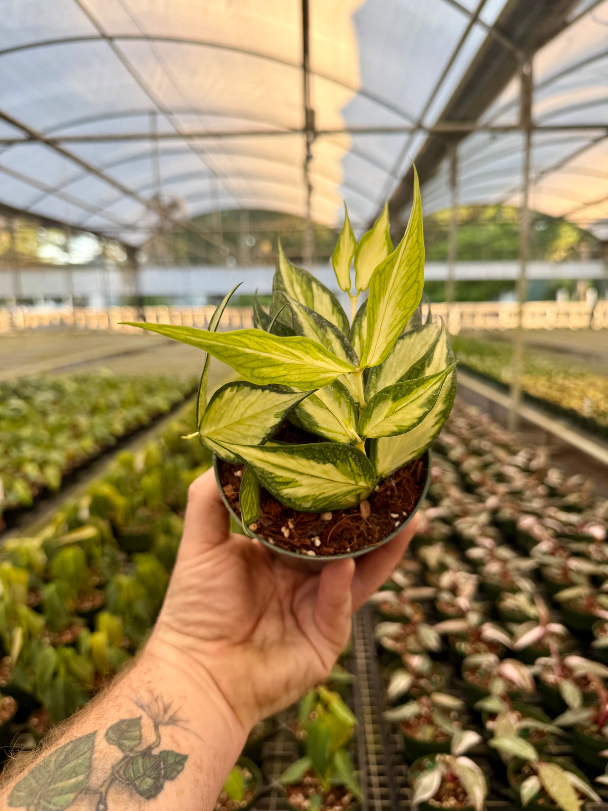 4" Hoya polyneura inner variegated - Canopy Plant Co.