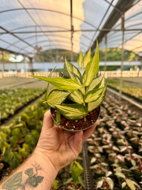 4" Hoya polyneura inner variegated - Canopy Plant Co.