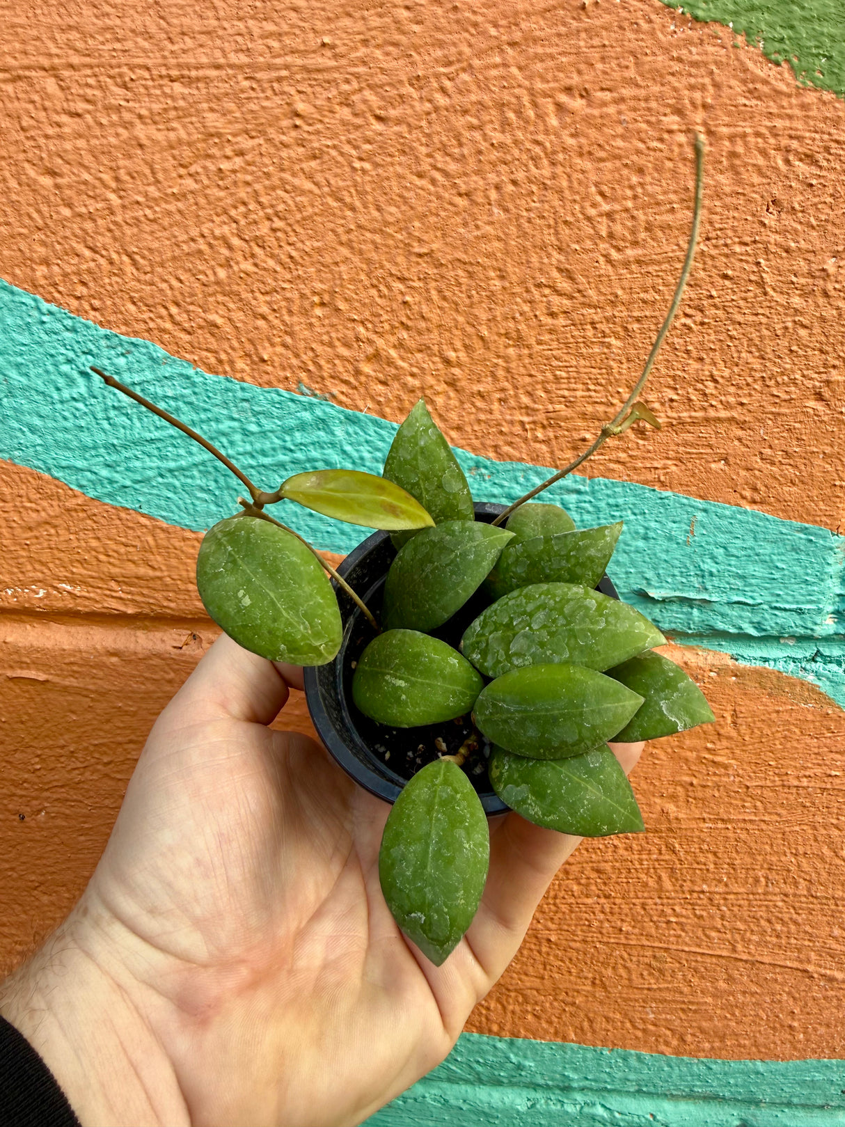 3” Hoya elliptica