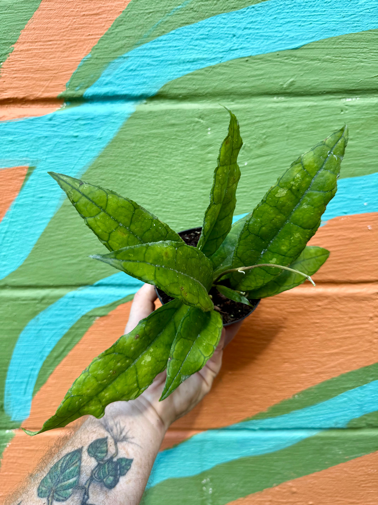 4" Hoya finlaysonii