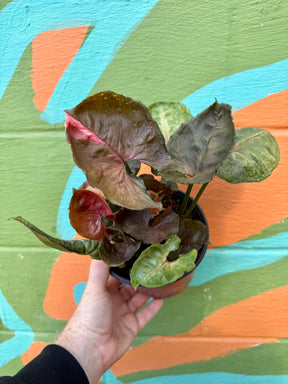 6" Syngonium 'Strawberry Ice' - Canopy Plant Co.