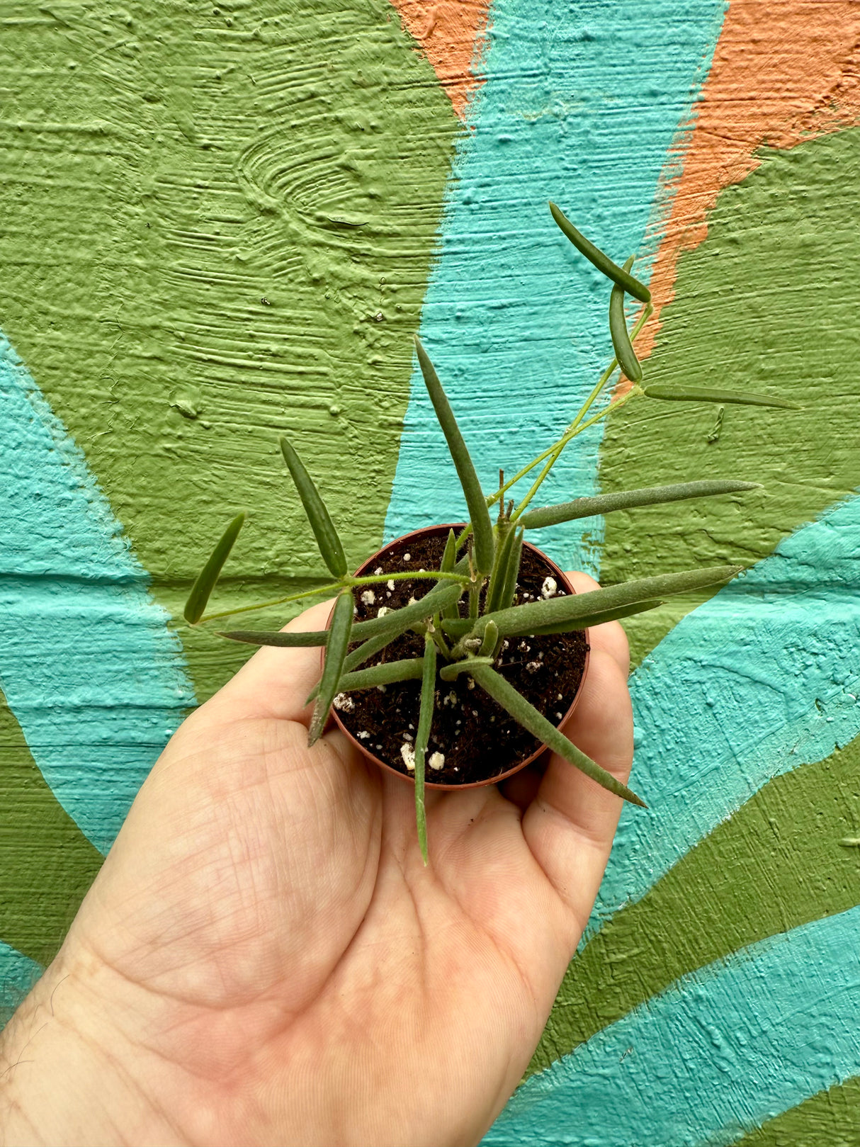 2” Hoya linearis