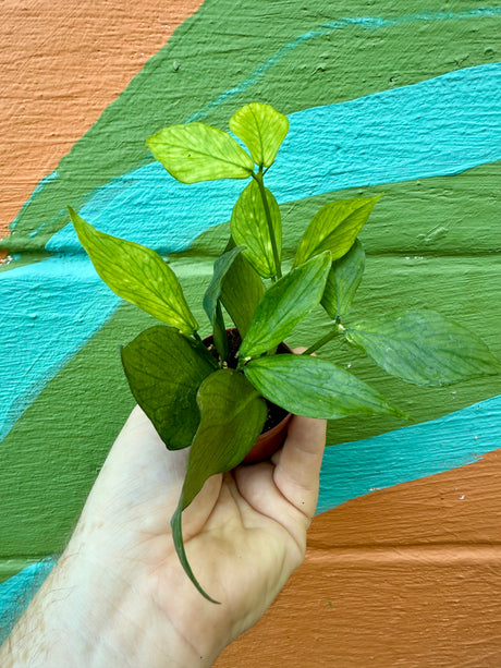 2" Hoya polyneura - Canopy Plant Co.