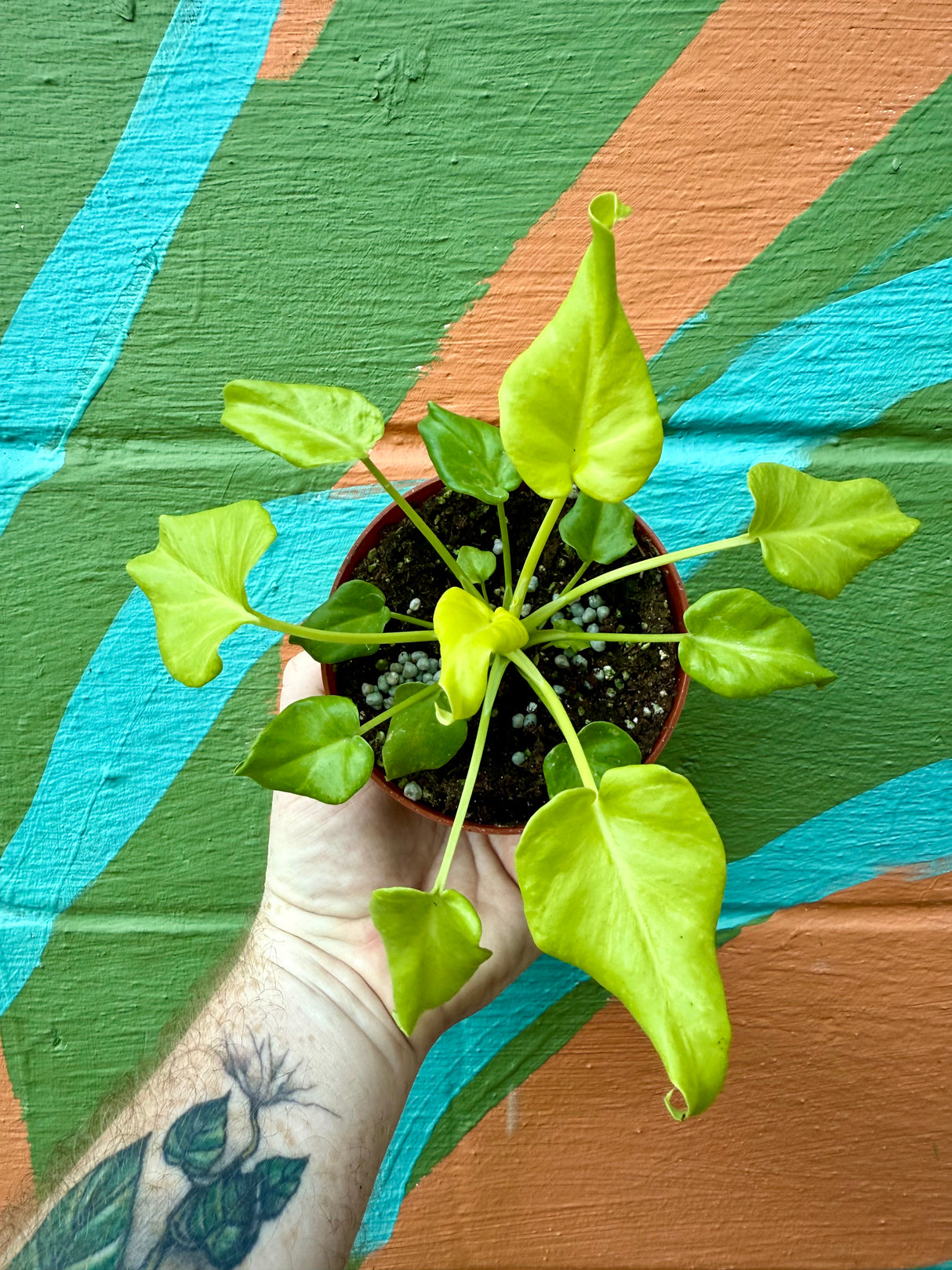 4” Philodendron 'Xanadu' (Golden)
