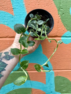 4" Rhaphidophora hayi variegated - Canopy Plant Co.