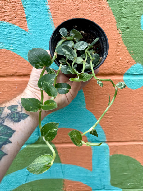 4" Rhaphidophora hayi variegated - Canopy Plant Co.