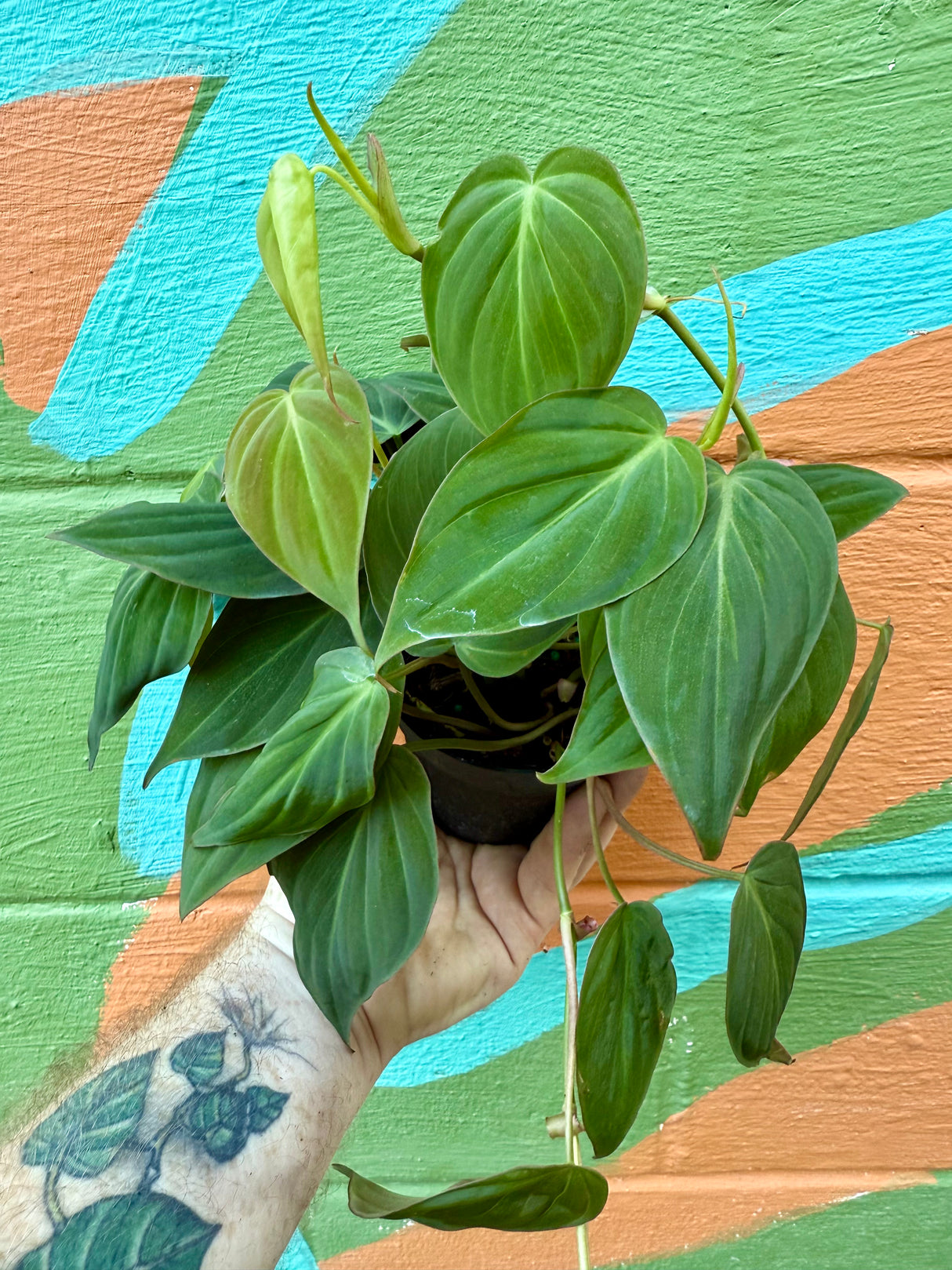 4” Philodendron ‘Micans’