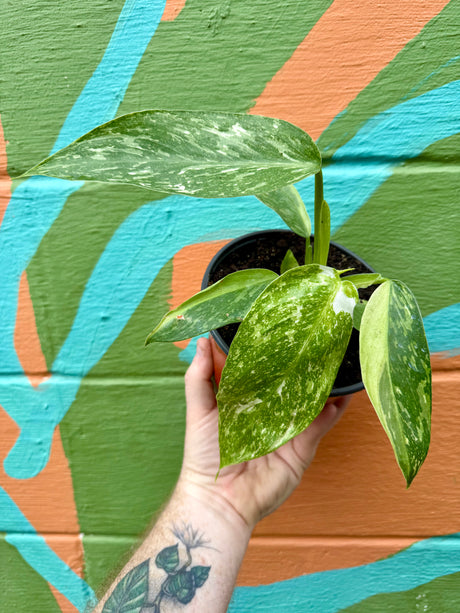 6" Philodendron ‘Jose Buono’ - Canopy Plant Co.